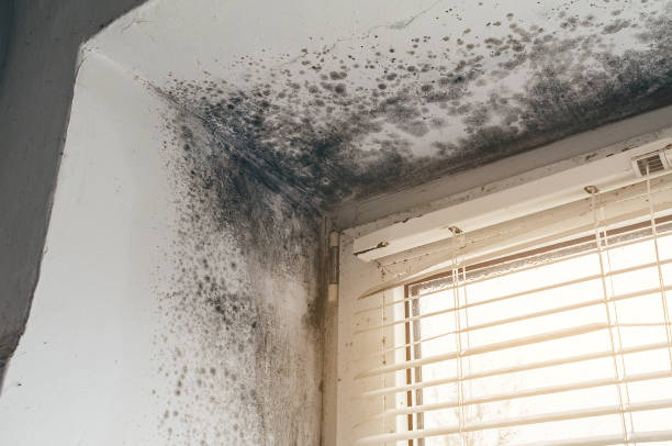 Affordable Mold Cleanup solutions in Mattapan, MA